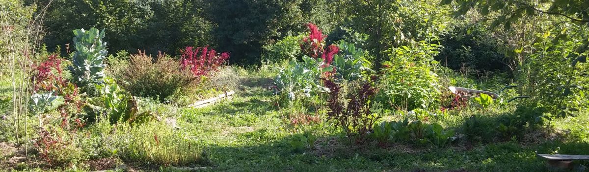 Permaculture garden
