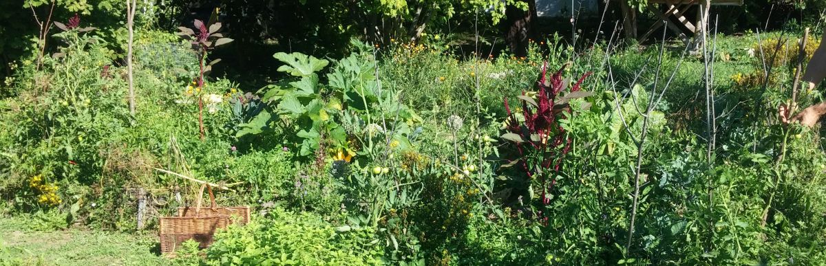 Permaculture garden